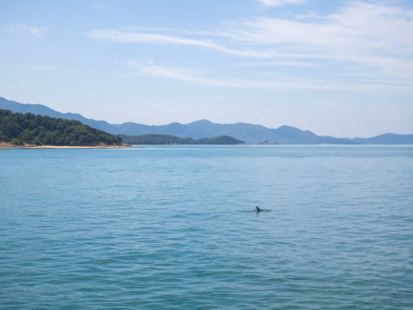 天草の穏やかな海とイルカ